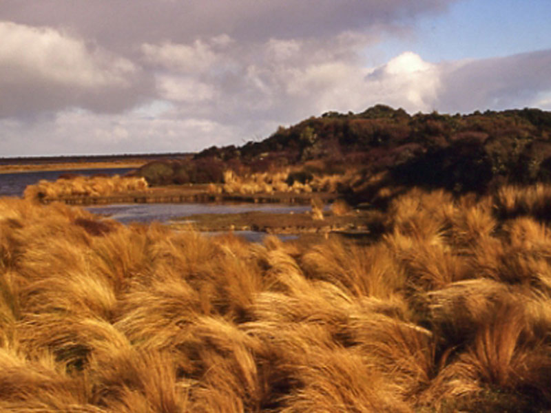 Types of Fens