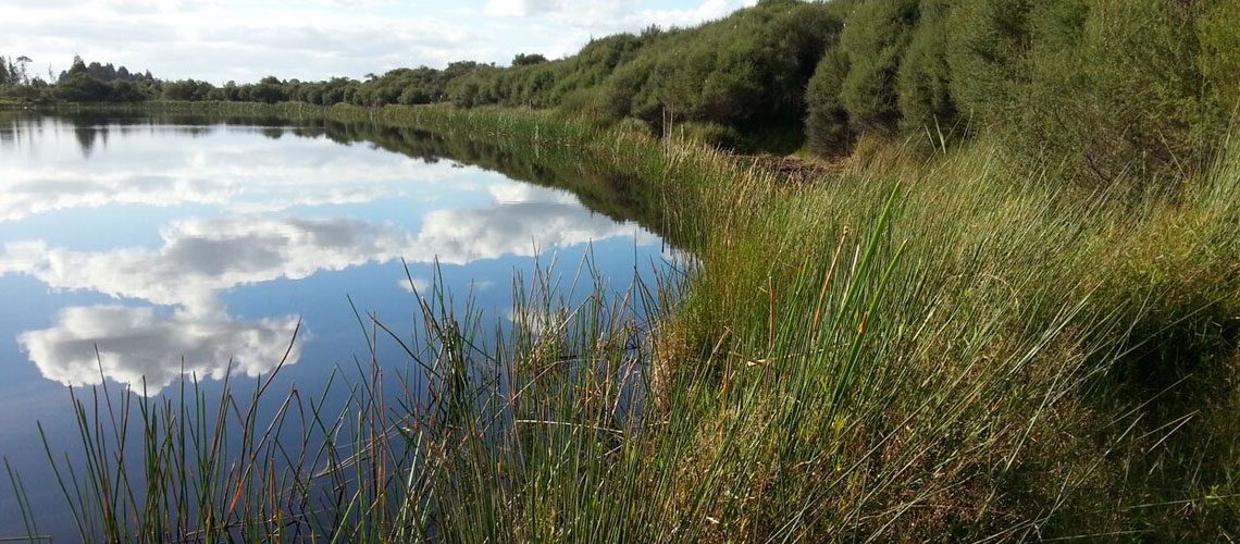 National-Wetlands-Trust-News-and-Events-Rotopiko-Bioblitz
